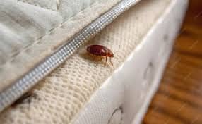 مكافحة بق الفراش