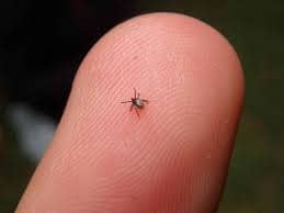 مكافحة الفاش